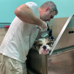 Leashes pet salon